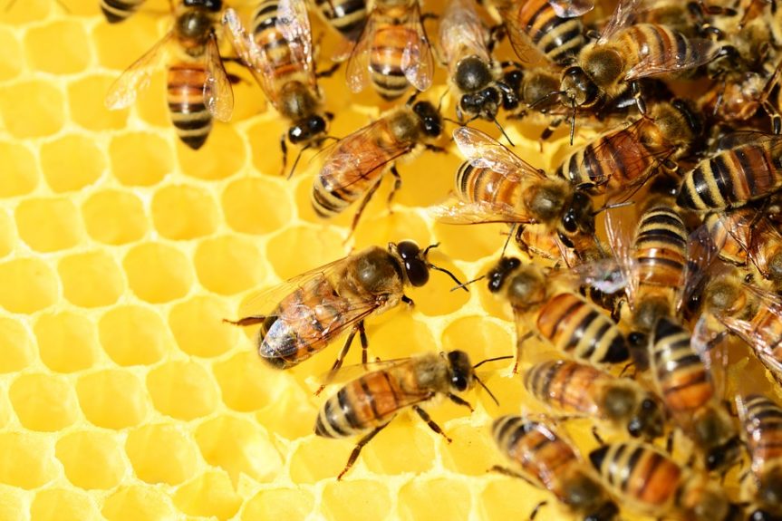 Video: Jak stáčí med?