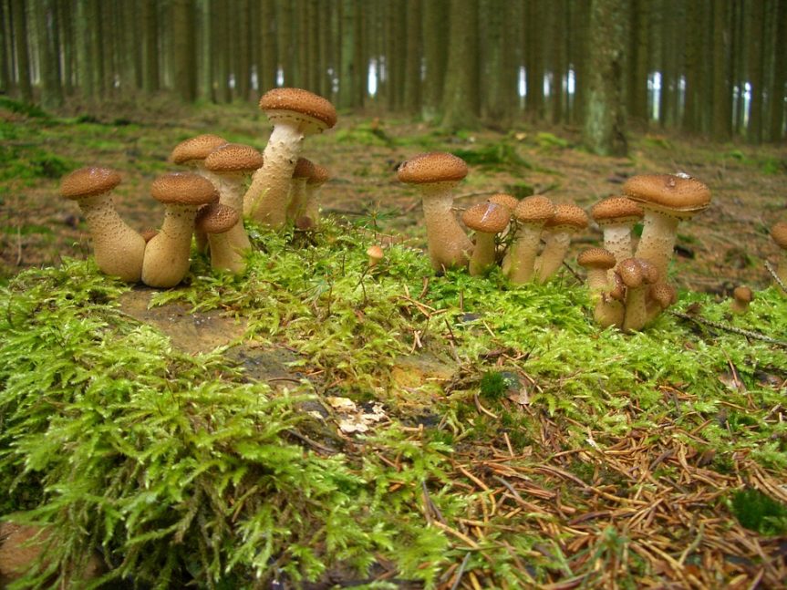 Rady houbařům