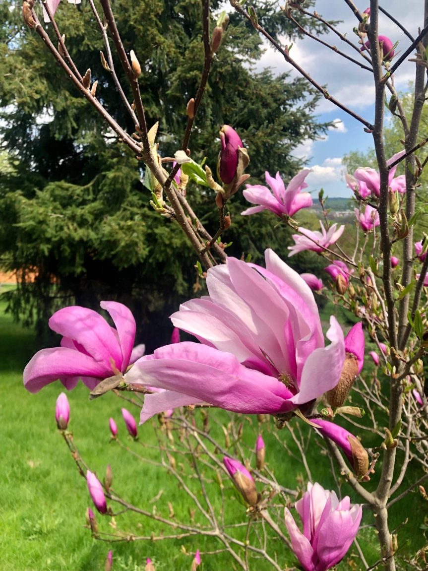 Nové Město pokračuje v tradici tematických roků